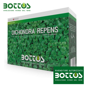 Dichondra Repens - 1 kg de semillas de césped