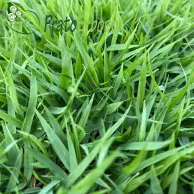 SUPER Meadow Prato Erboso - 1