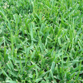 RUSTIC lawn Prato Erboso - 1