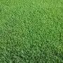 Prato SPORTIVO