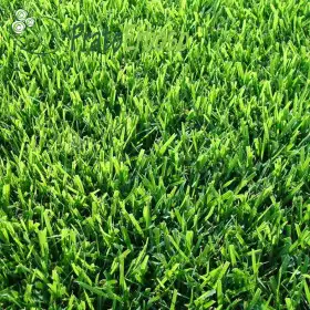 Meadow SICILY Prato Erboso - 1