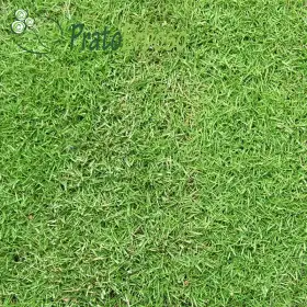 Encanto de la pradera Prato Erboso - 1