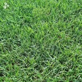 Pradera GEORGIA Prato Erboso - 1