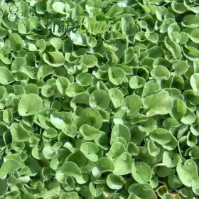 DELICATE lawn Prato Erboso - 1