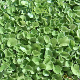 Lëndinë delikate Prato Erboso - 1