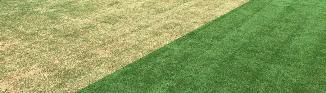 Ngjyra për lëndina