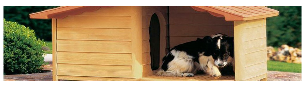 Canine pentru câini