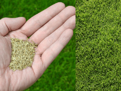 Césped: esencias y variedades