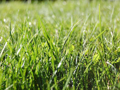 Calendar verde pentru iulie 2022