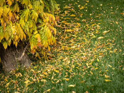 Calendarul Verde Noiembrie 2023