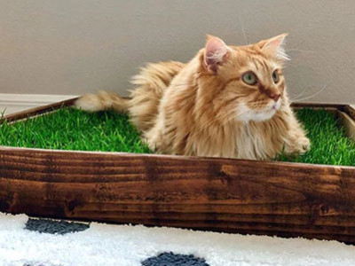 GreenZolla, die Schlafunterlage aus echtem Gras für Vierbeiner