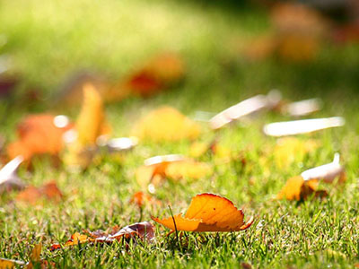 Calendario verde di novembre 2025